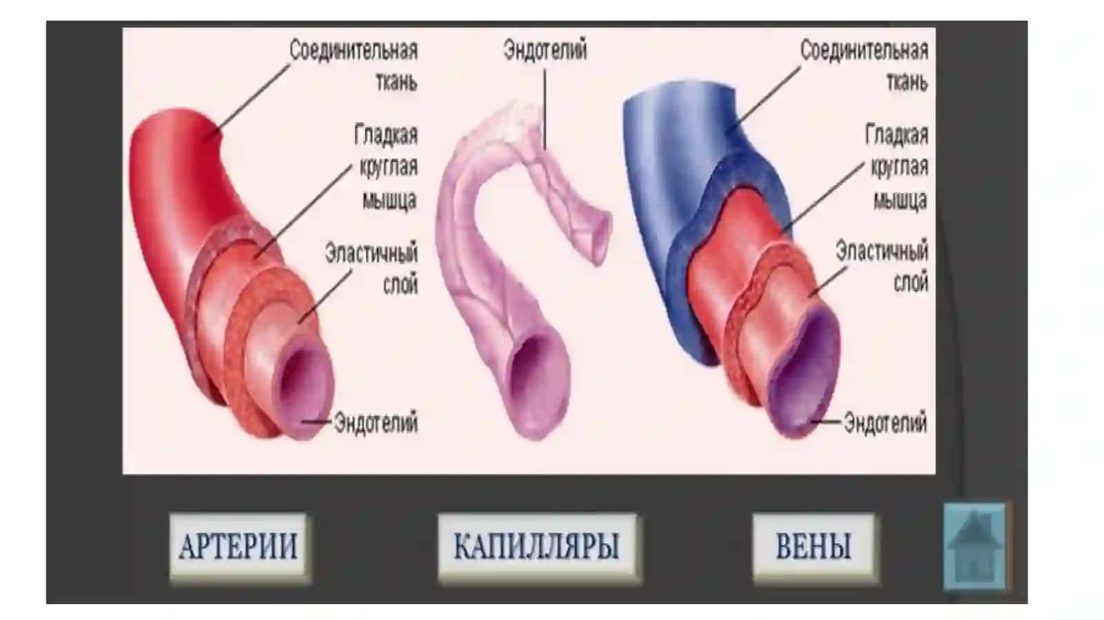 Юракқон томир ва иммун химоя тизими 4