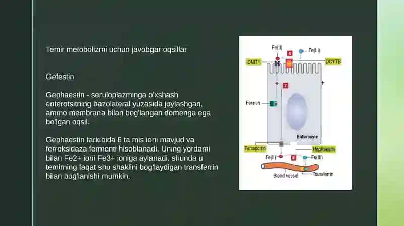 Temir metabolizmi 4