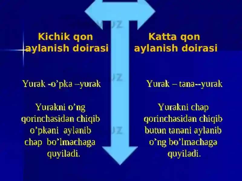 TOMIRLAR SISTEMASI, QON AYLANISH DOIRALARI HAQIDA MA’LUMOT 4