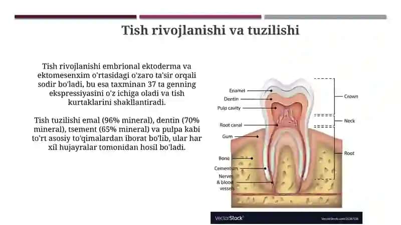 To'qima almashinuvining biokimyoviy asoslari 4