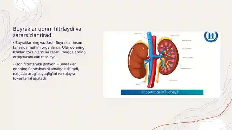 Buyraklar fiziologiyasi 4