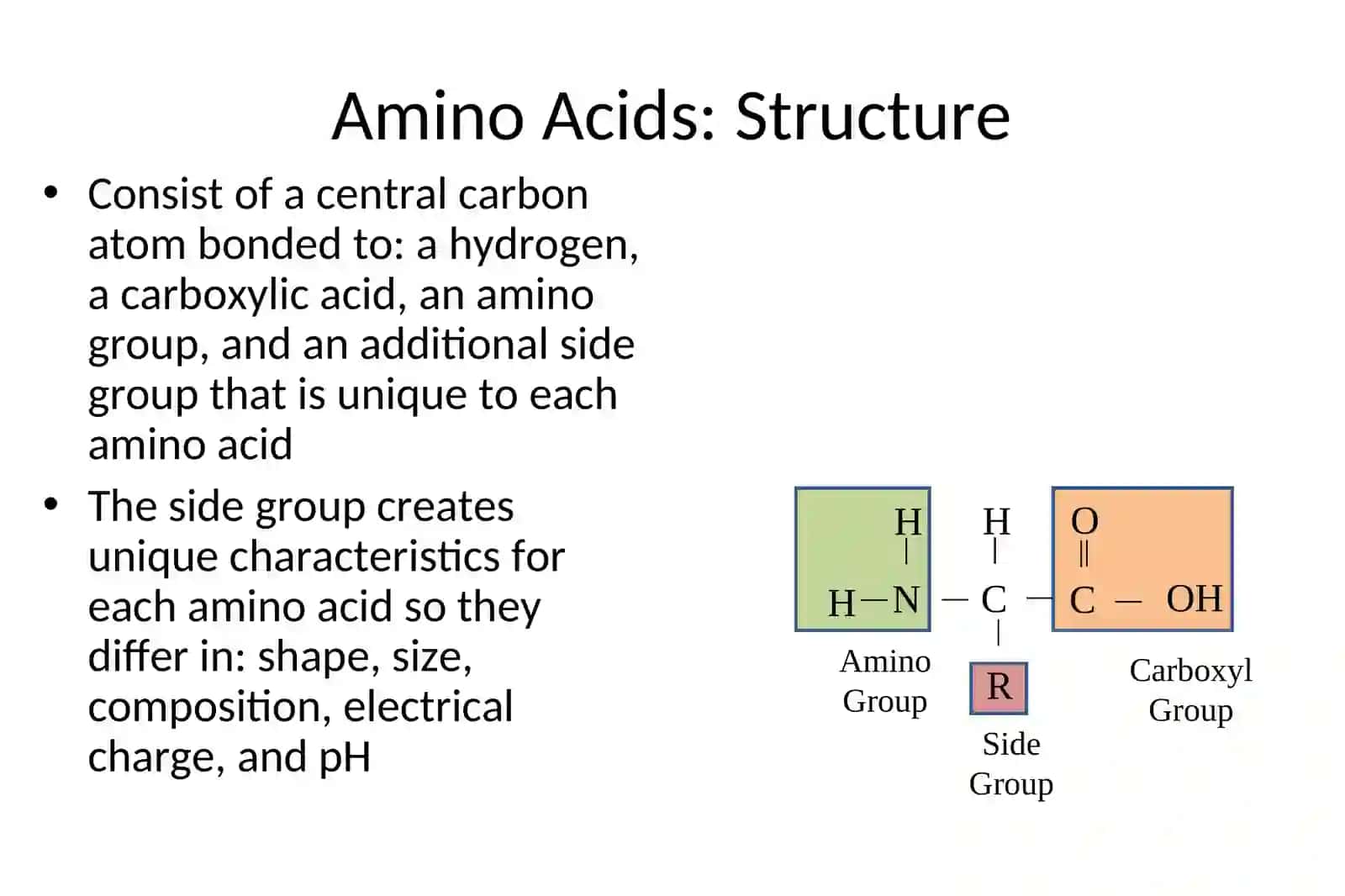 Protein Digestion and Absorption 4
