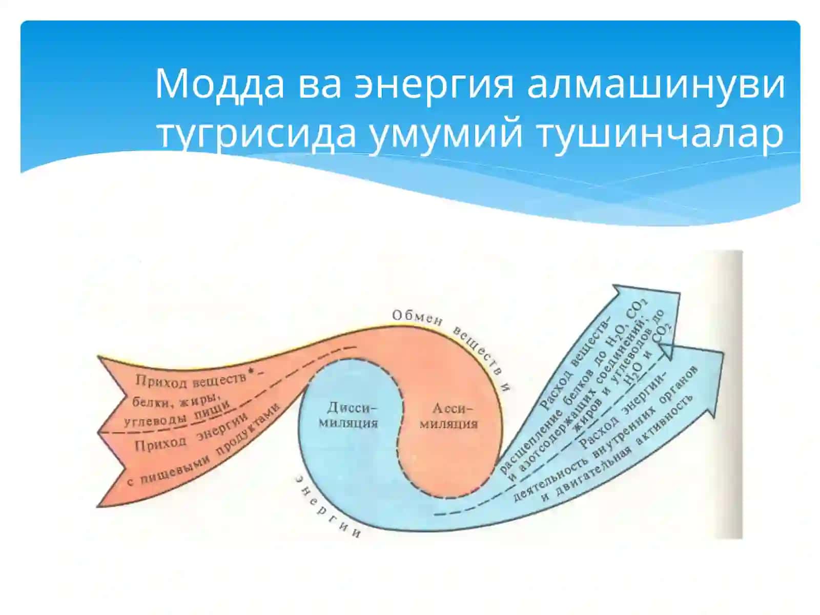 Организмнинг энергетик мувозанати.Терморегуляция 4
