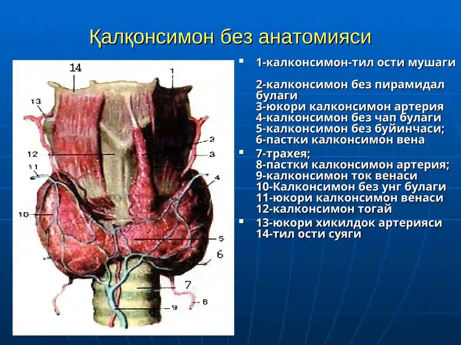 Қалқонсимон без касалликлари 4