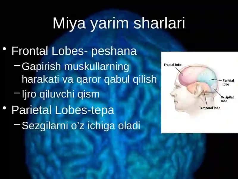 Bosh miya va uning tuzilishi 4