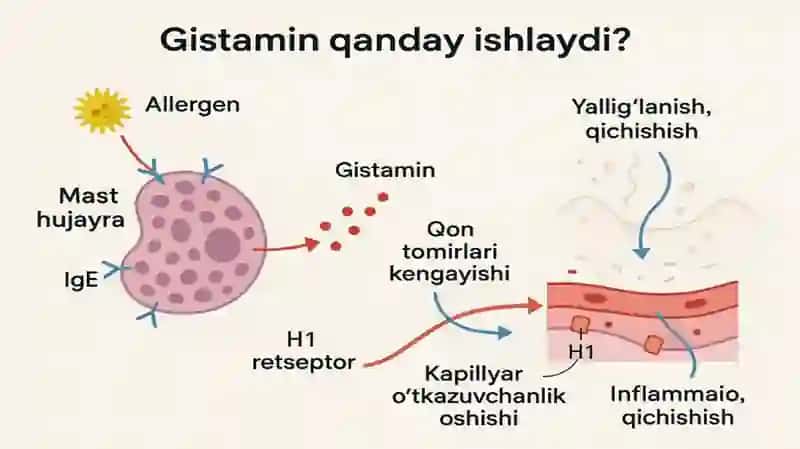 Biologik faol moddalar va gormonlarning bir biridan fizologik farqlari 4