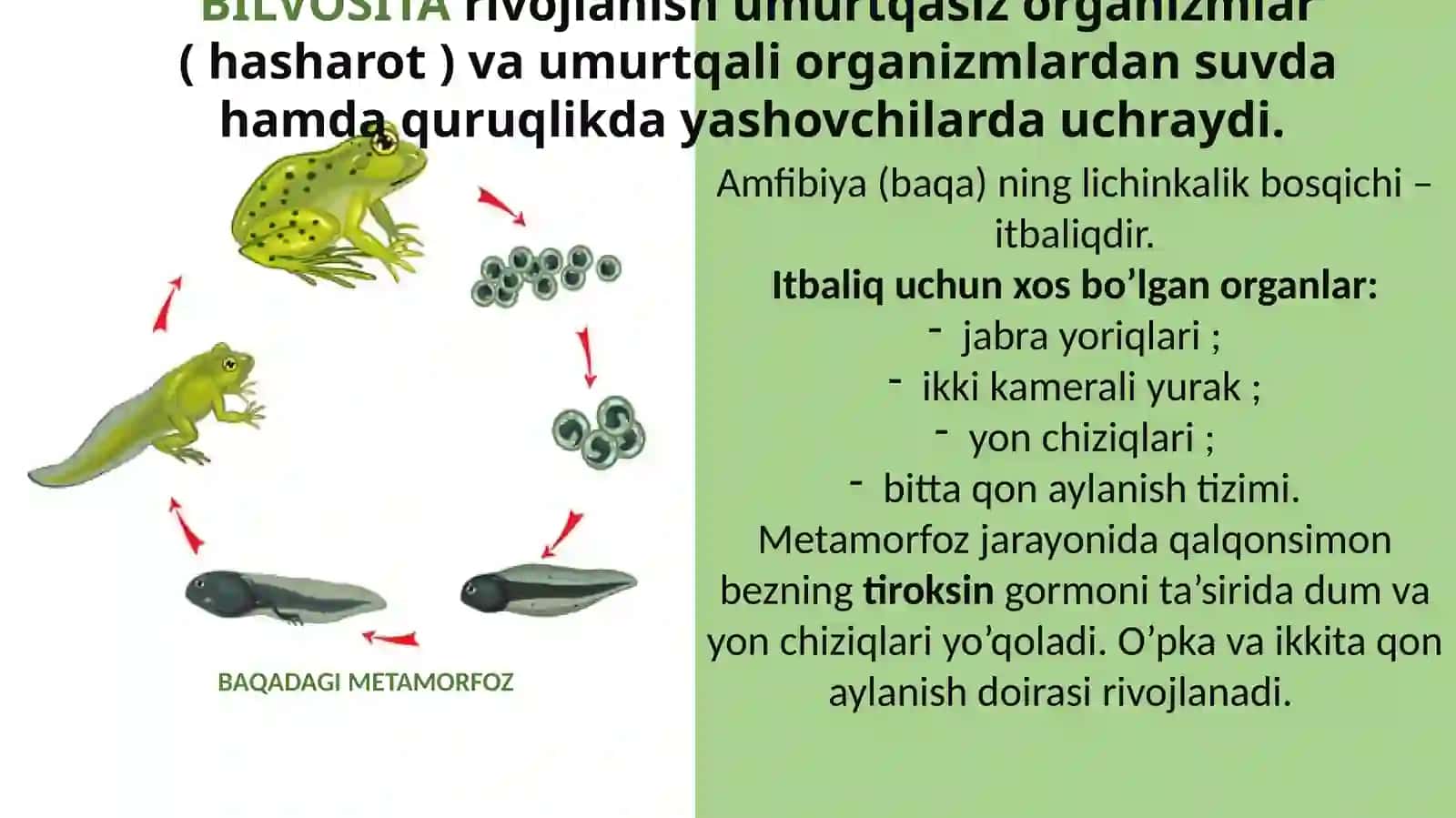 POSTEMBRIONAL RIVOJLANISHNING UMUMIY QONUNIYATLARI. GERONTOLOGIYA. REGENERATSIYA. GOMEOSTAZ. TRANSPLANTATSIYA 4