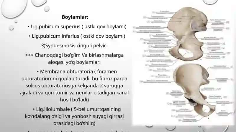 Chanoq kamari va erkin oyoq suyaklarining birlashuvi: hosil bo’lishi, tuzilishi, harakat o’qlari va sathlar. Bo’g’imlarning artrografiyasi, KT, YaMR, MRT larda umumiy ko’rinishi 4