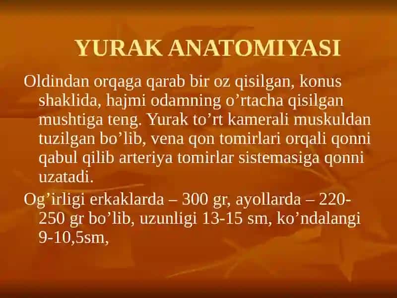 YURAK ANATOMIYASI 4