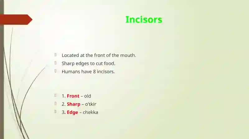 Types of Teeth 4