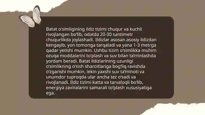 Batat oʻsimligi morfologiyasi va biologiyasi yetishtirish texnologiyasi 4