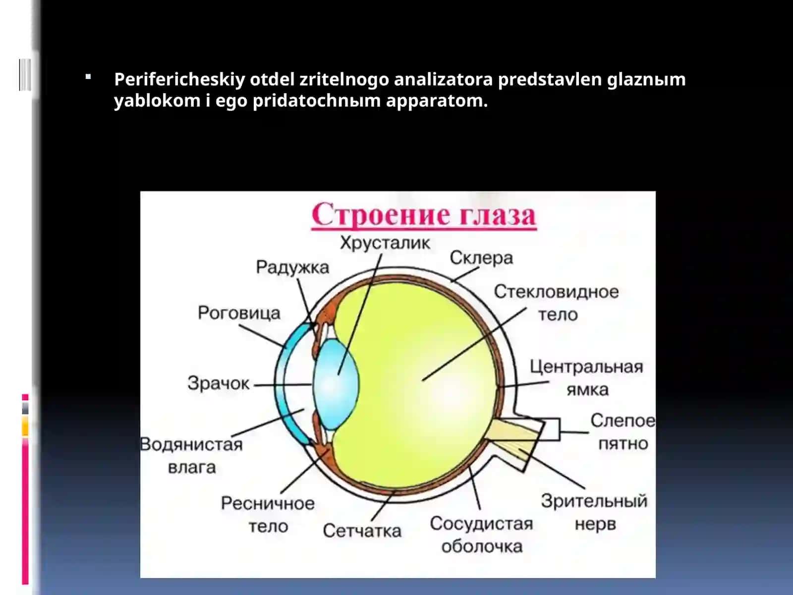 Ko'rish analizatori anatomiyasi va patologiyasi 4
