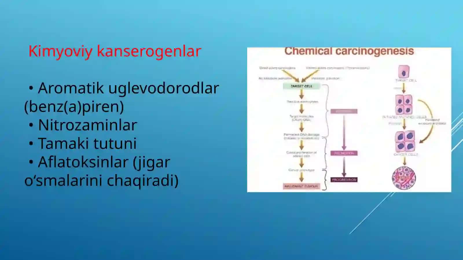 Kanserogen agentlar va ularning hujayralar bilan o'zaro ta'siri va o'sma immunitesi 4