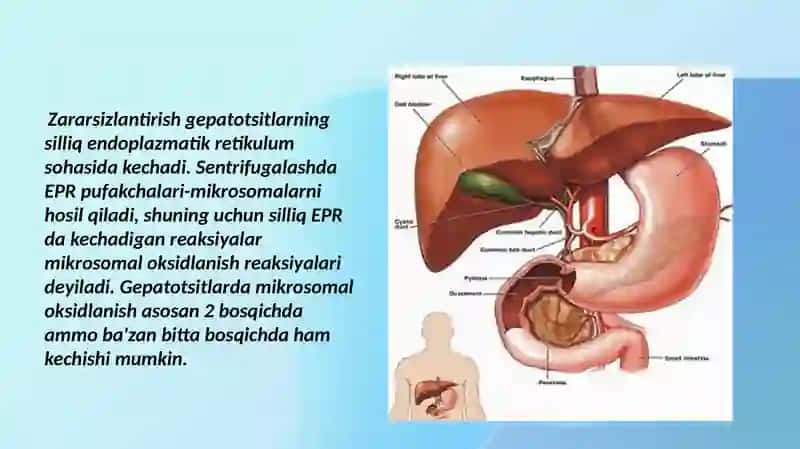 Mavzu: Fiziologik faol moddalar va endokrin tizimi biokimyosi.Jigarda gormonlarning zararsizlantirilishi, klinik ahamiyati. 4