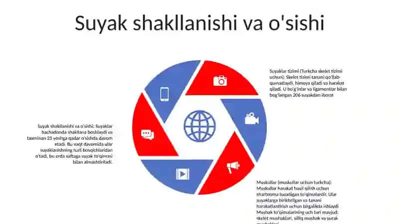 Skelet tizimining umumiy ko'rinishi 4