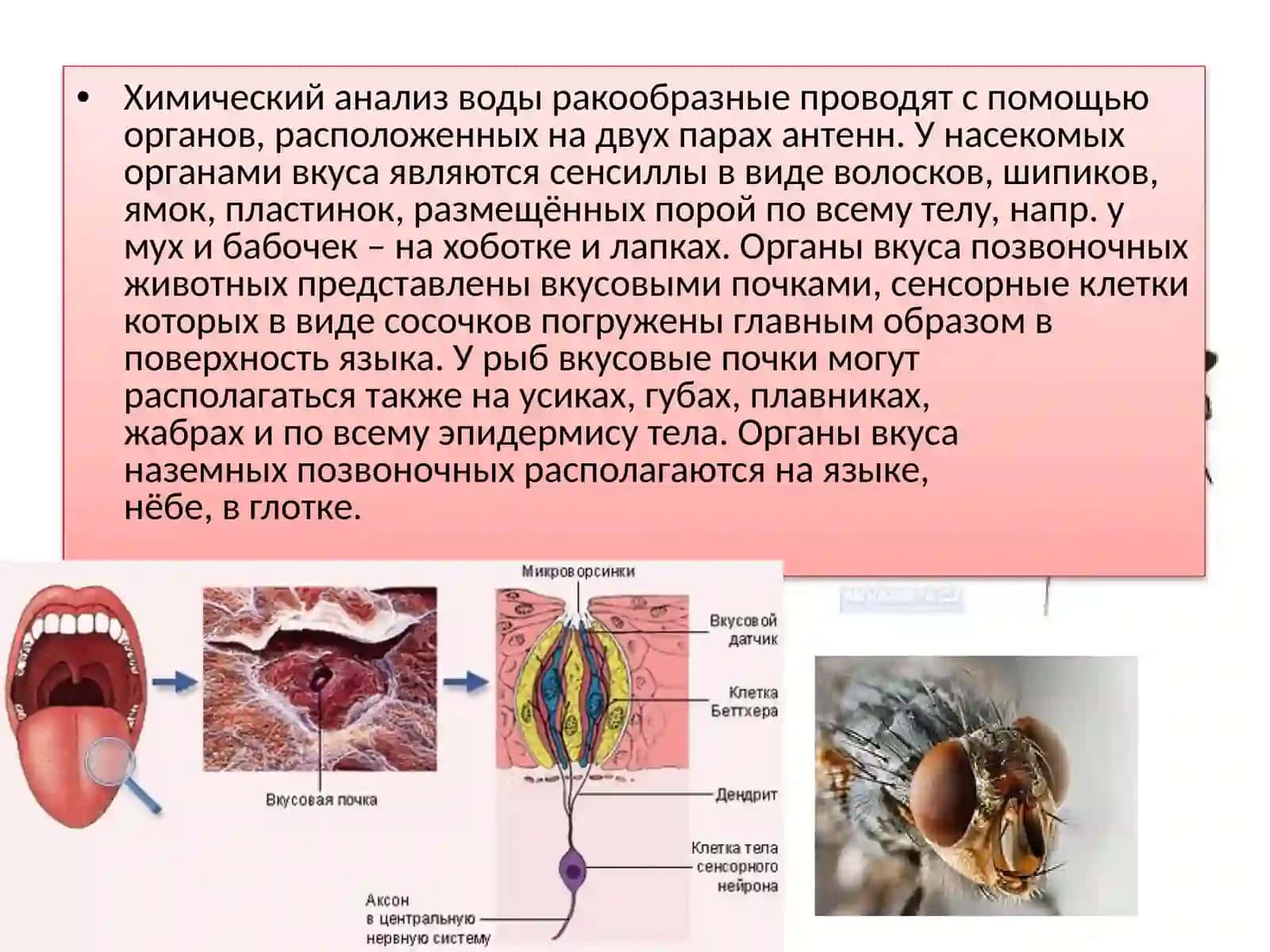 Восприятие вкусахеморецепторы вкусовых ощущений 4
