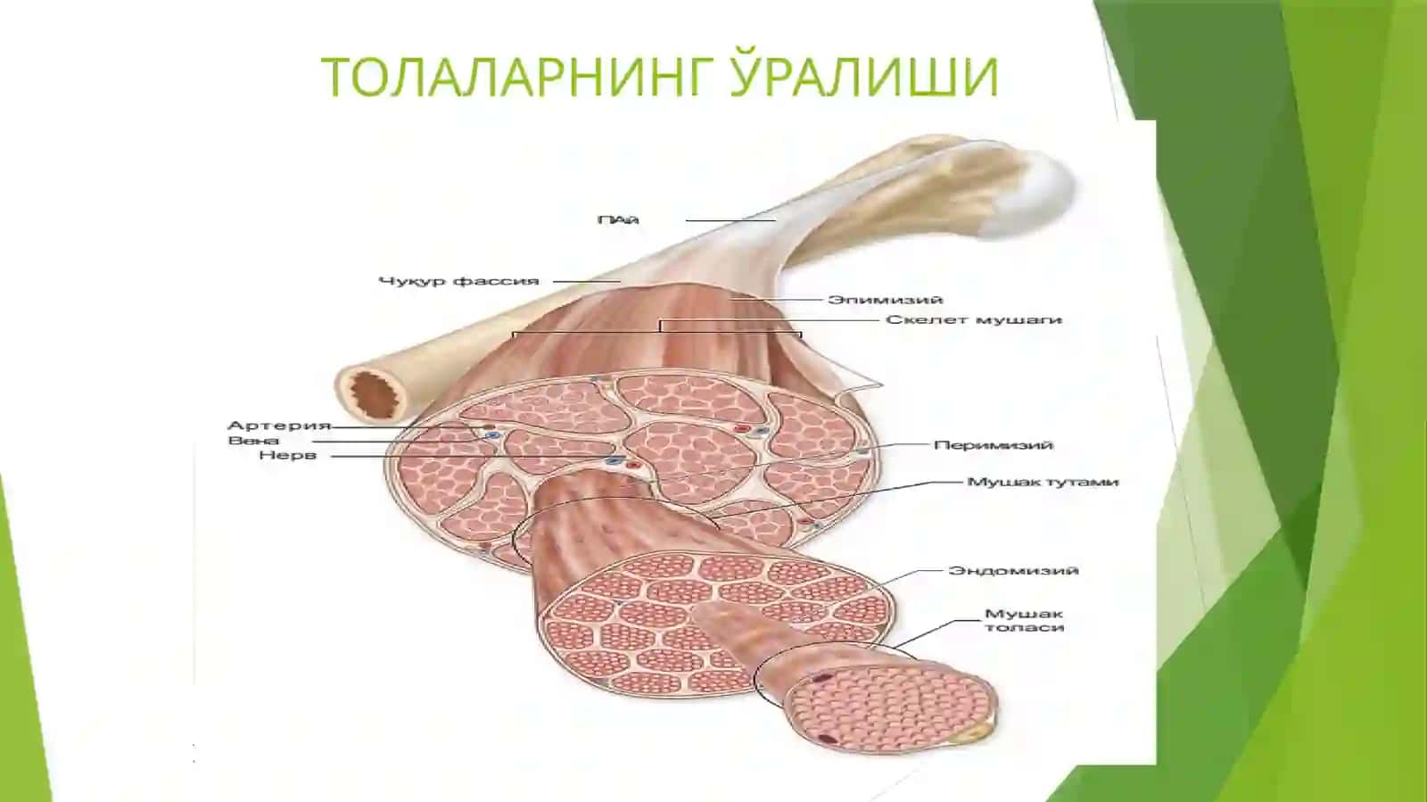 Mushak tўqimasi, 4