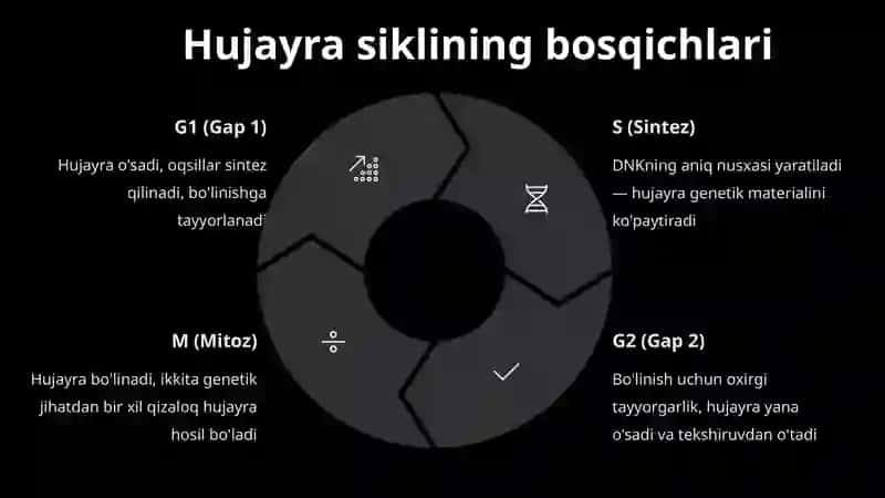 Hujayralarning mitotik va hayotiy sikli. Hujayra proliferatsiyasi. Xujayraning meyotik bòlinishi. Mitoz va meyozning patologiyasi. 4