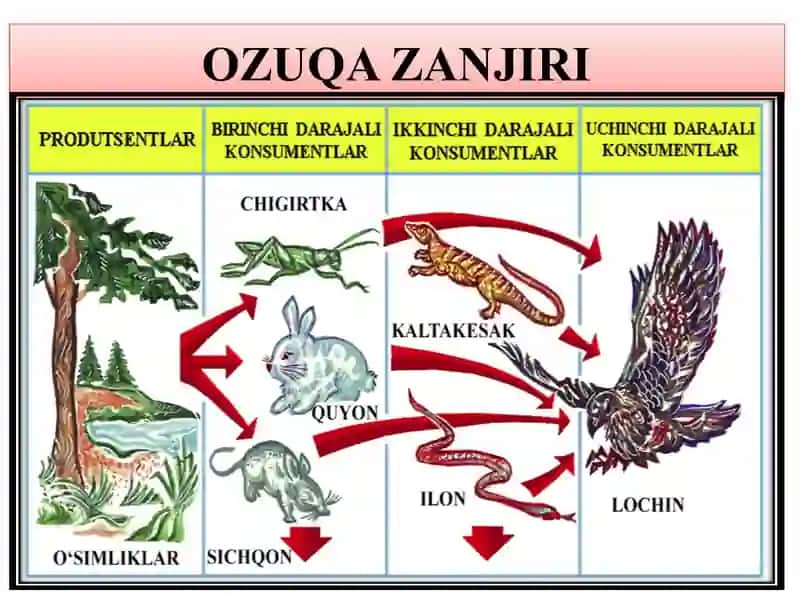 Ekologik Piramida Qoidasi 4