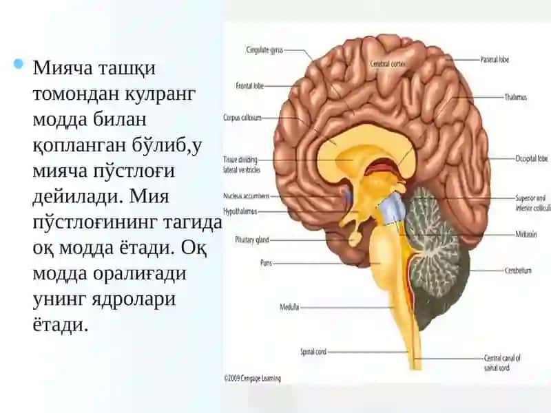 Мияча 4