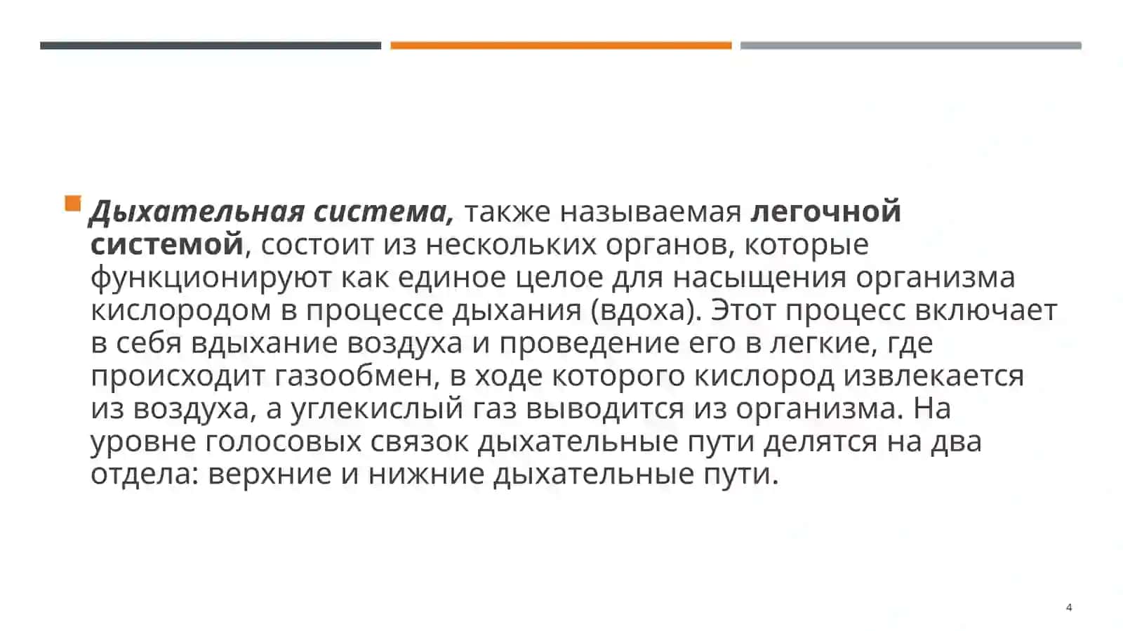 Дыхательная система 4