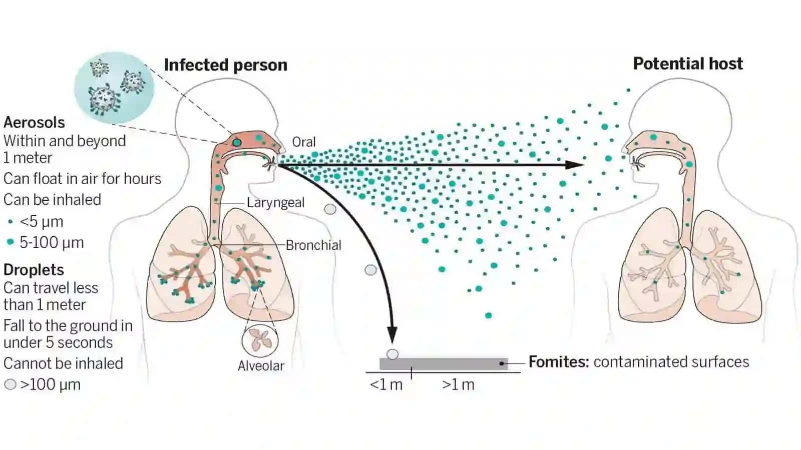 Nafas yo‘llari infeksiyalari epidemiologiyasi va profilaktikasining dolzarb muammolari 4
