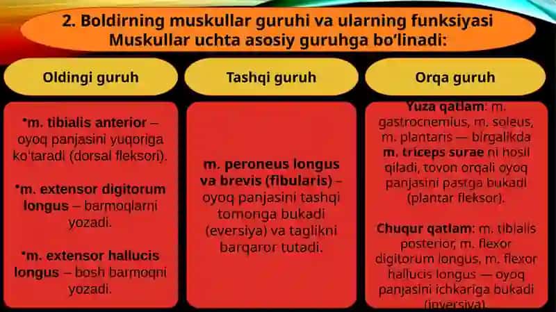 SON SUYAGINING KLINIK ANATOMIYASI. BOLDIR SOHALARI. BOLDIR-TO'PIQ SOHASI, OYOQ PANJASI KLINIK ANATOMIYASI 4