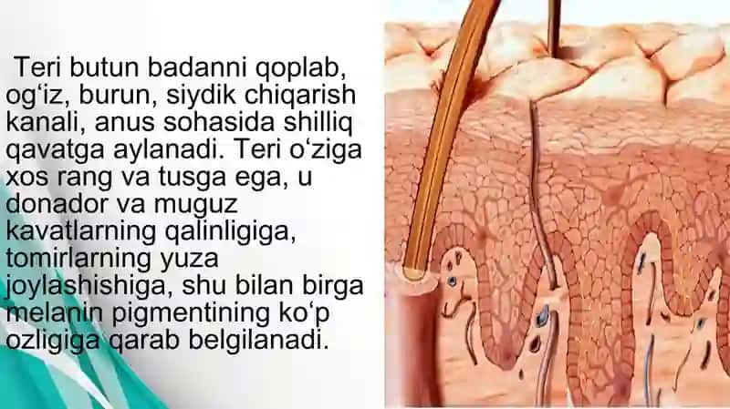 Teri regeneratsiyasi va transplantatsiyasi. Nazariy va klinik ahamiyati. Havo-qon to‘sig‘i tuzilishi, vazifalari va patalogiyasi.Atsinusning gistafiziologiyasi. O‘pkaning regeneratsiyasi va transplantatsiyasi. 4