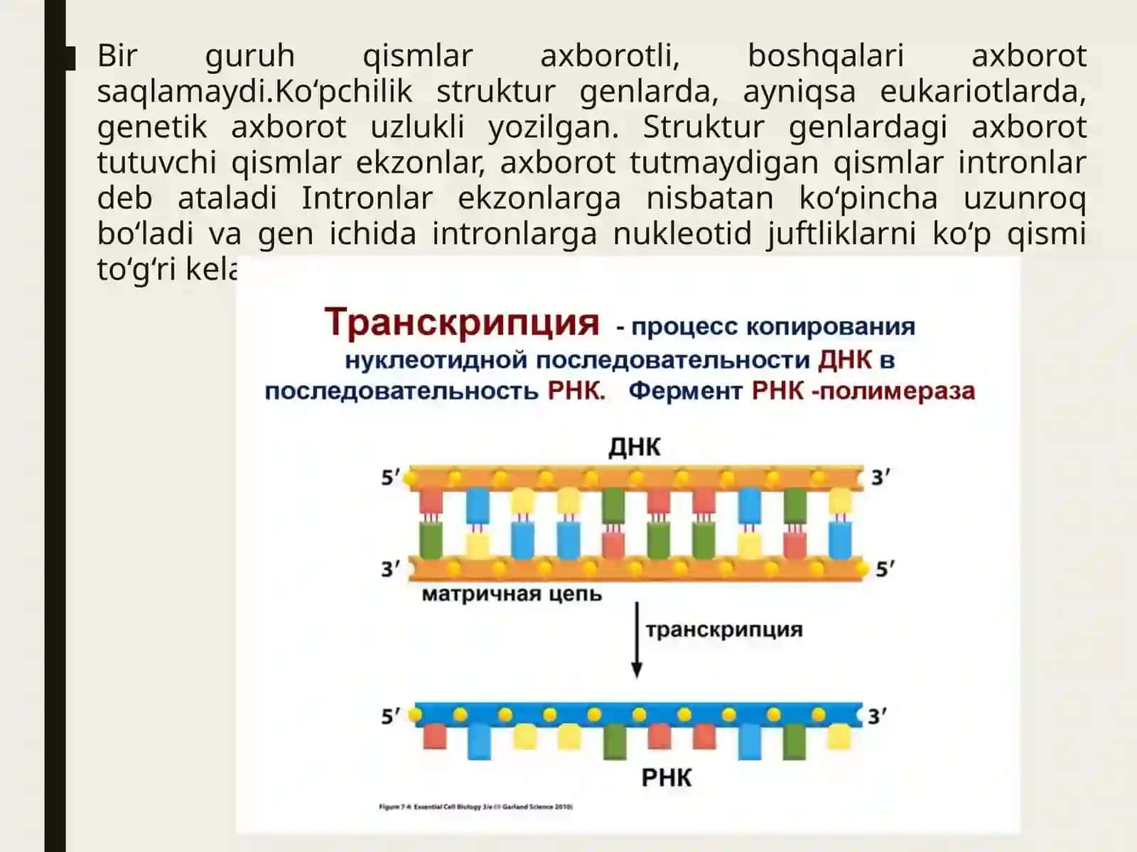 Transkripsiya 4