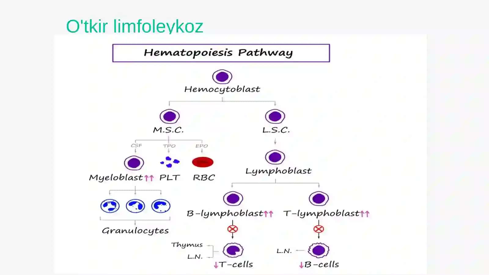Leykoz 4