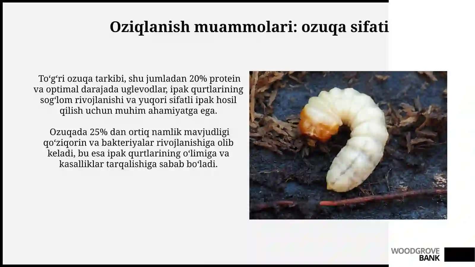 Tut ipak qurtining rivojlanish bosqichlari va ozuqa muammolari 4