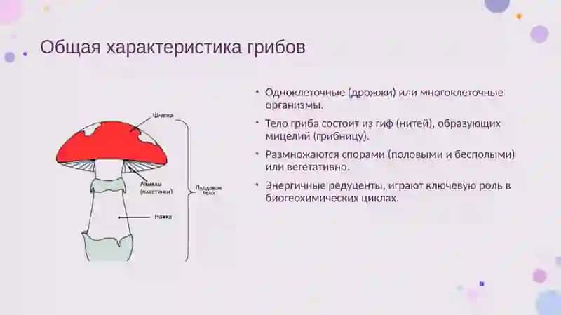 Грибы. Морфология, строение и методы изучения 4