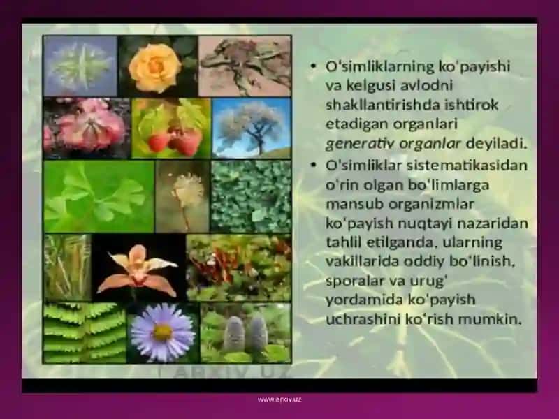 O’simliklar generativ organlari filogenezi 4