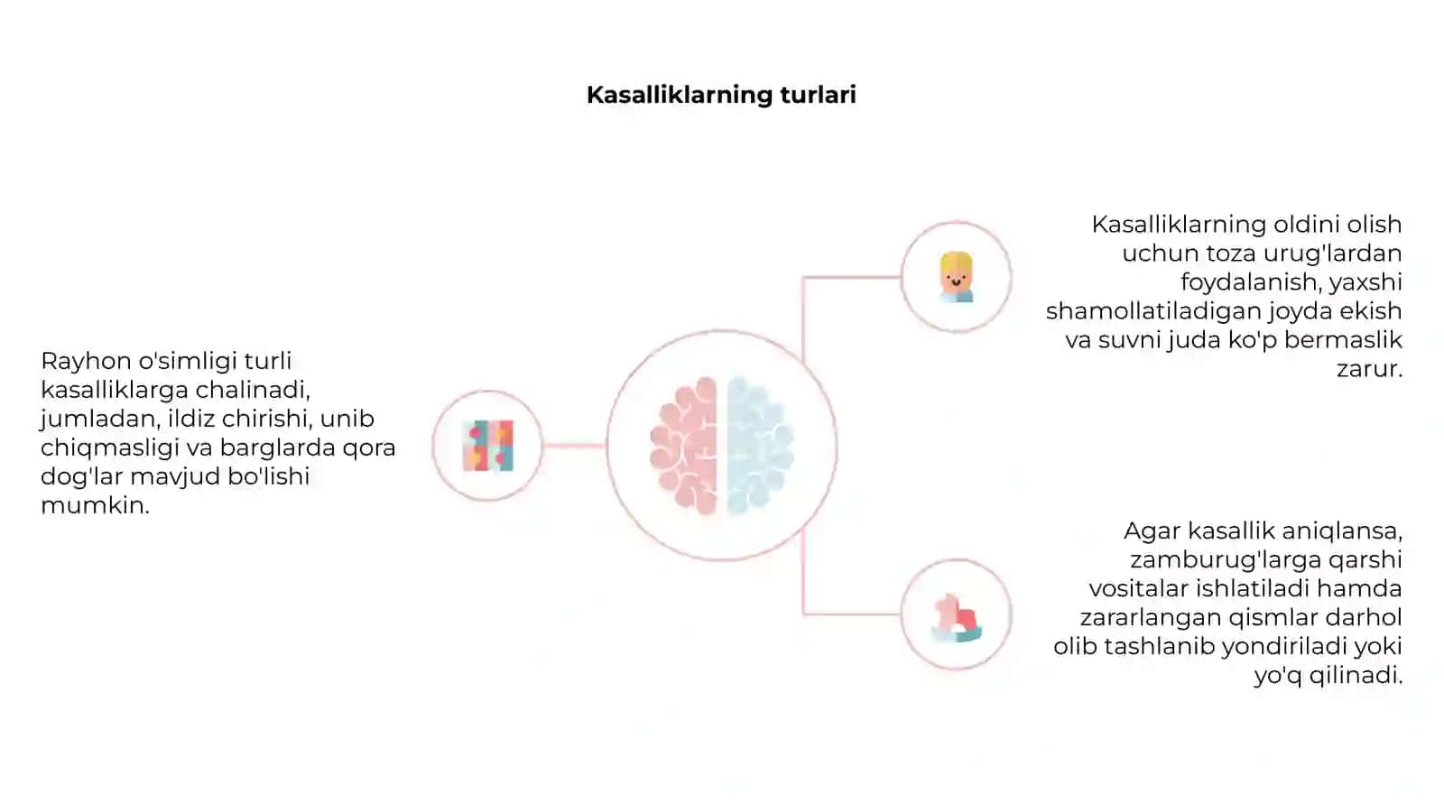 Rayhon o'simligi kasalliklari va ularga qarshi kurash ilojlari 4