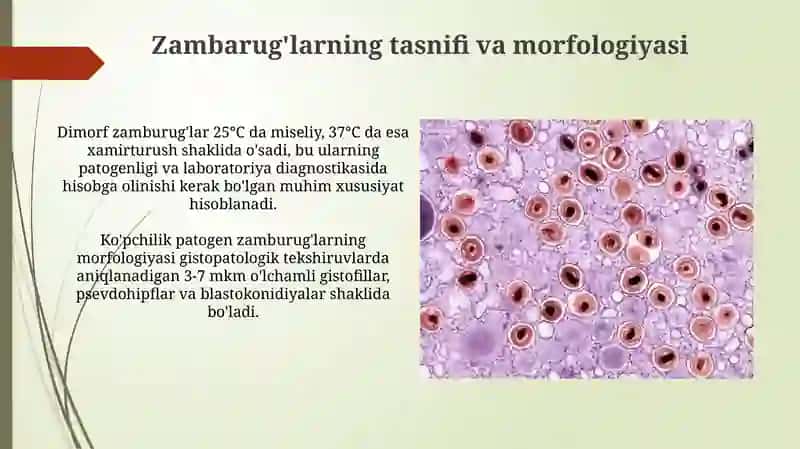Zamburuĝli Kasalliklarning Qo'zg'atuvchilari 4