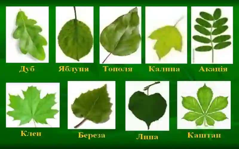 Turliyashashmuhitidagi(kserofit,gidrofit,mezofit)barglariningtuzulishinisolishtirish 4
