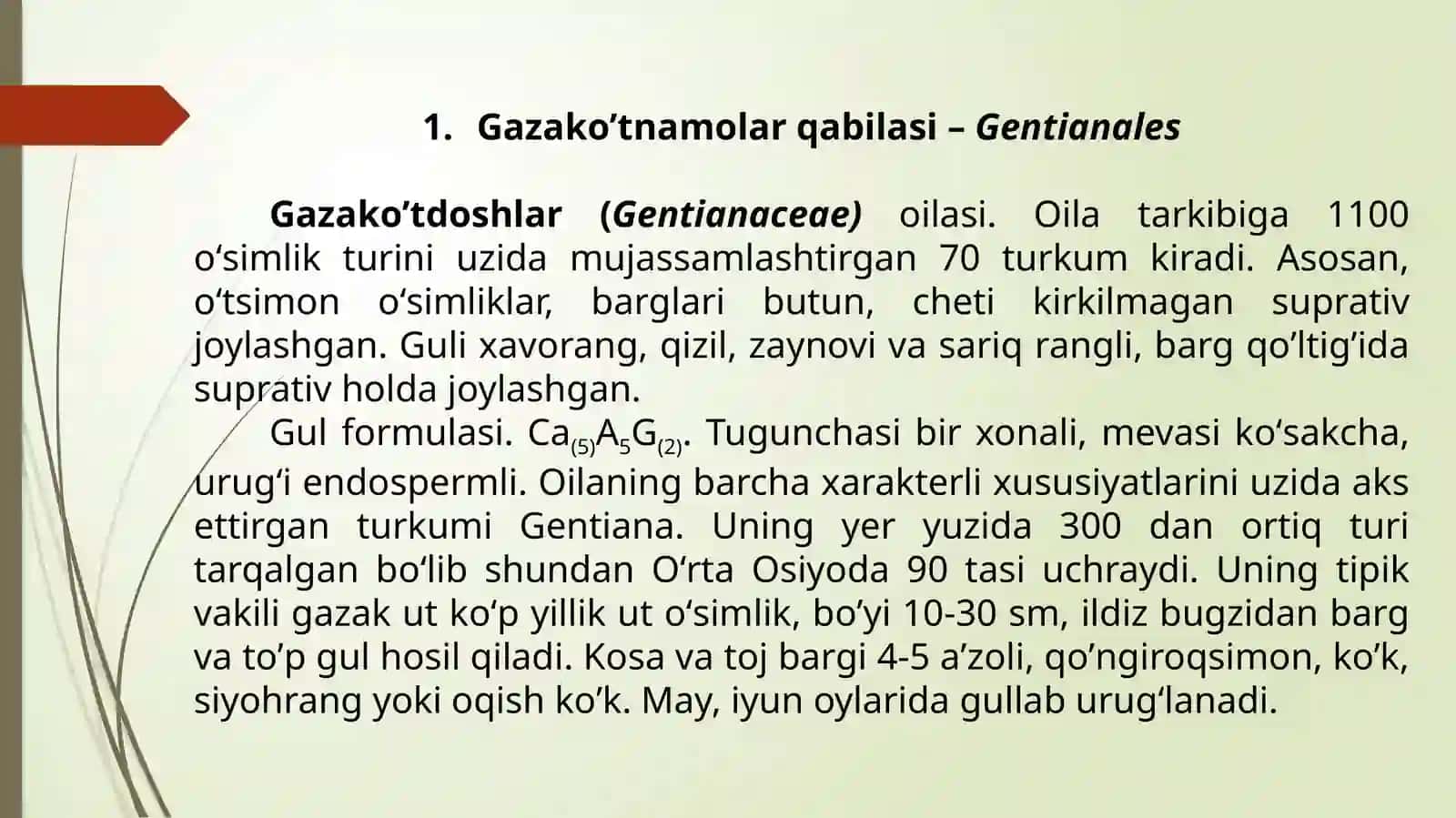 Yalpiznamolar qabilasining asosiy oila, turkum va turlari 4