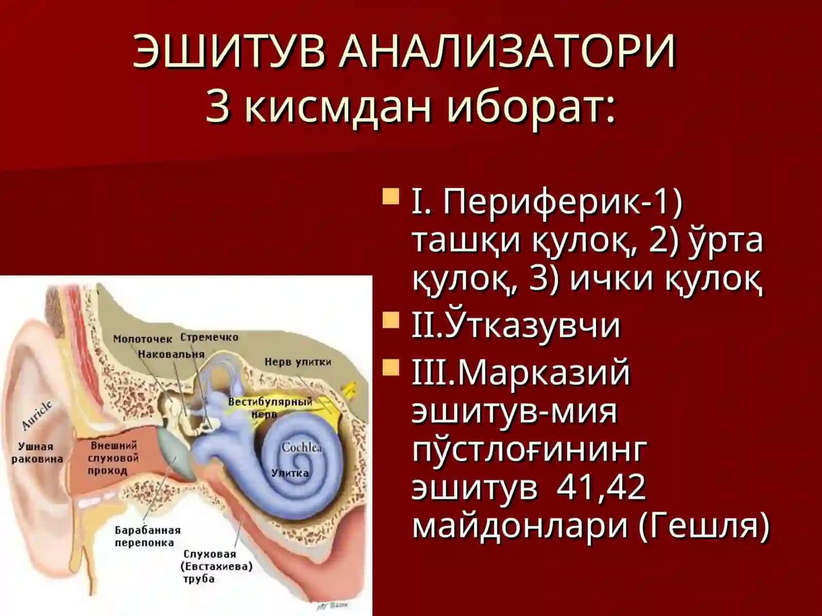 Эшитиш ва вестибуляр анализаторларининг физиологияси 4
