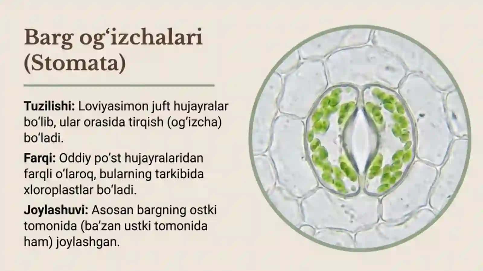 Barglarning ichki tuzilishi 4