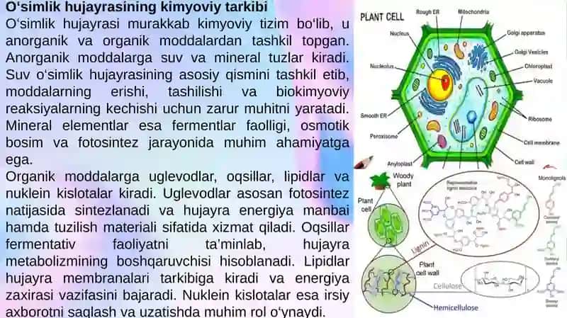 hujayra kimyoviy tarkibi 4
