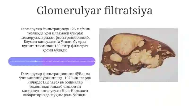Ayiruv sistemasi. Buyraklar fiziologiyasi 4