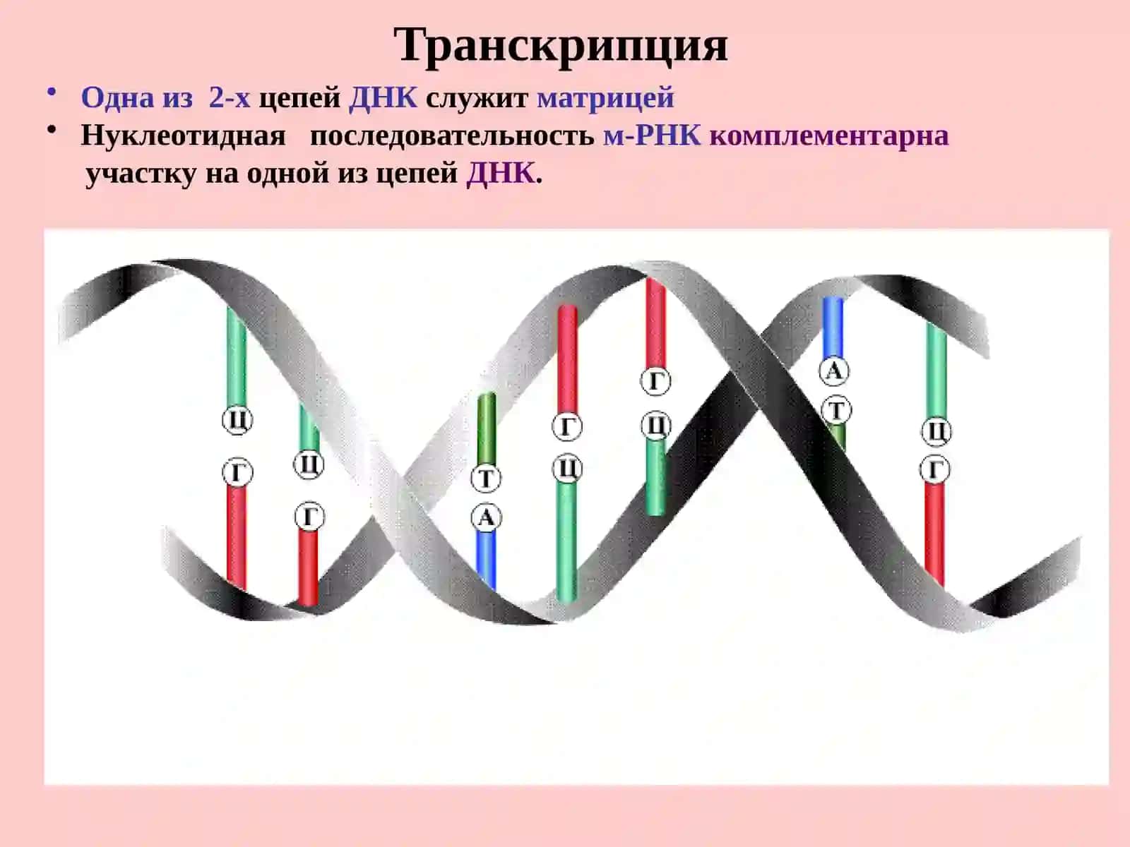 Молекулярная биология 4