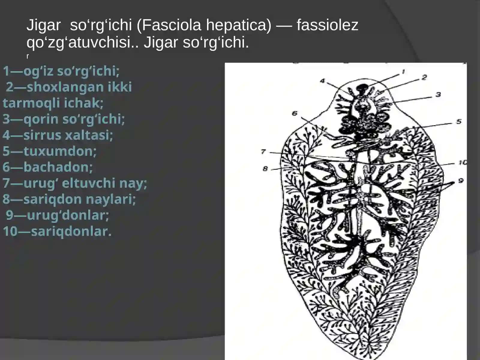 So‘rg‘ichlilar(Trematodes)sinfi 4