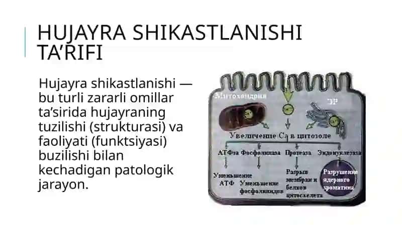 Hujayra shikastlanishida hujayralararo munosabatning buzilishi 4