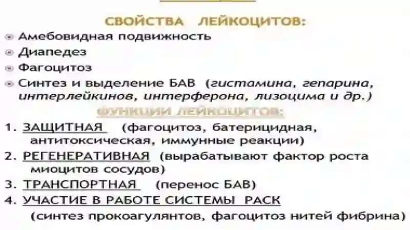 лимфоциты 4