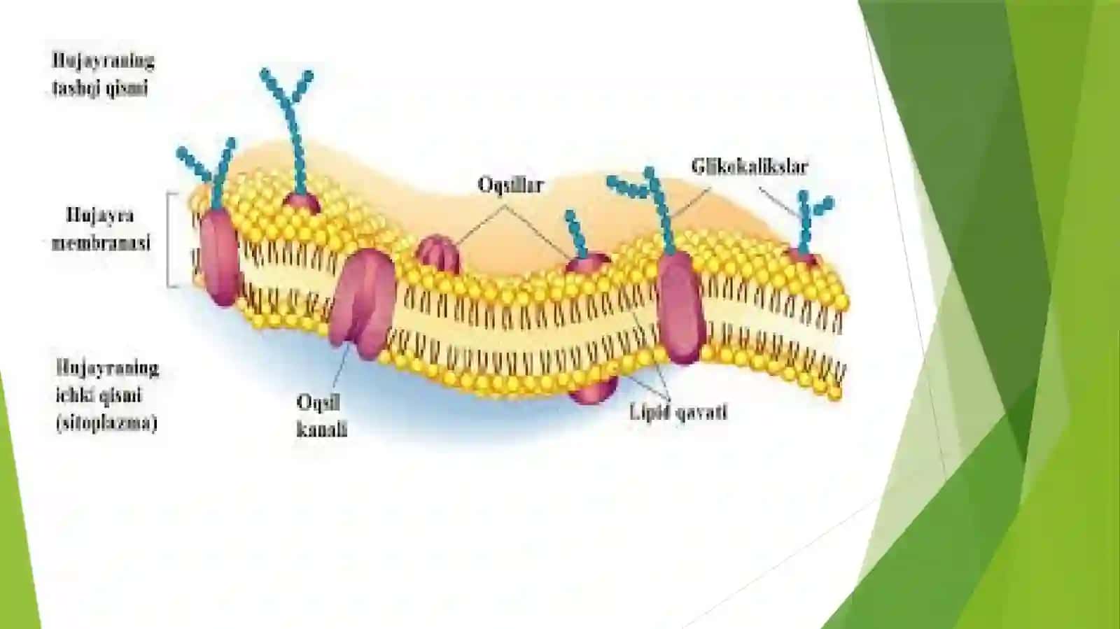 Hujayrabiologiyasi(apoptozvanekroz), genterapiyaasoslari 4