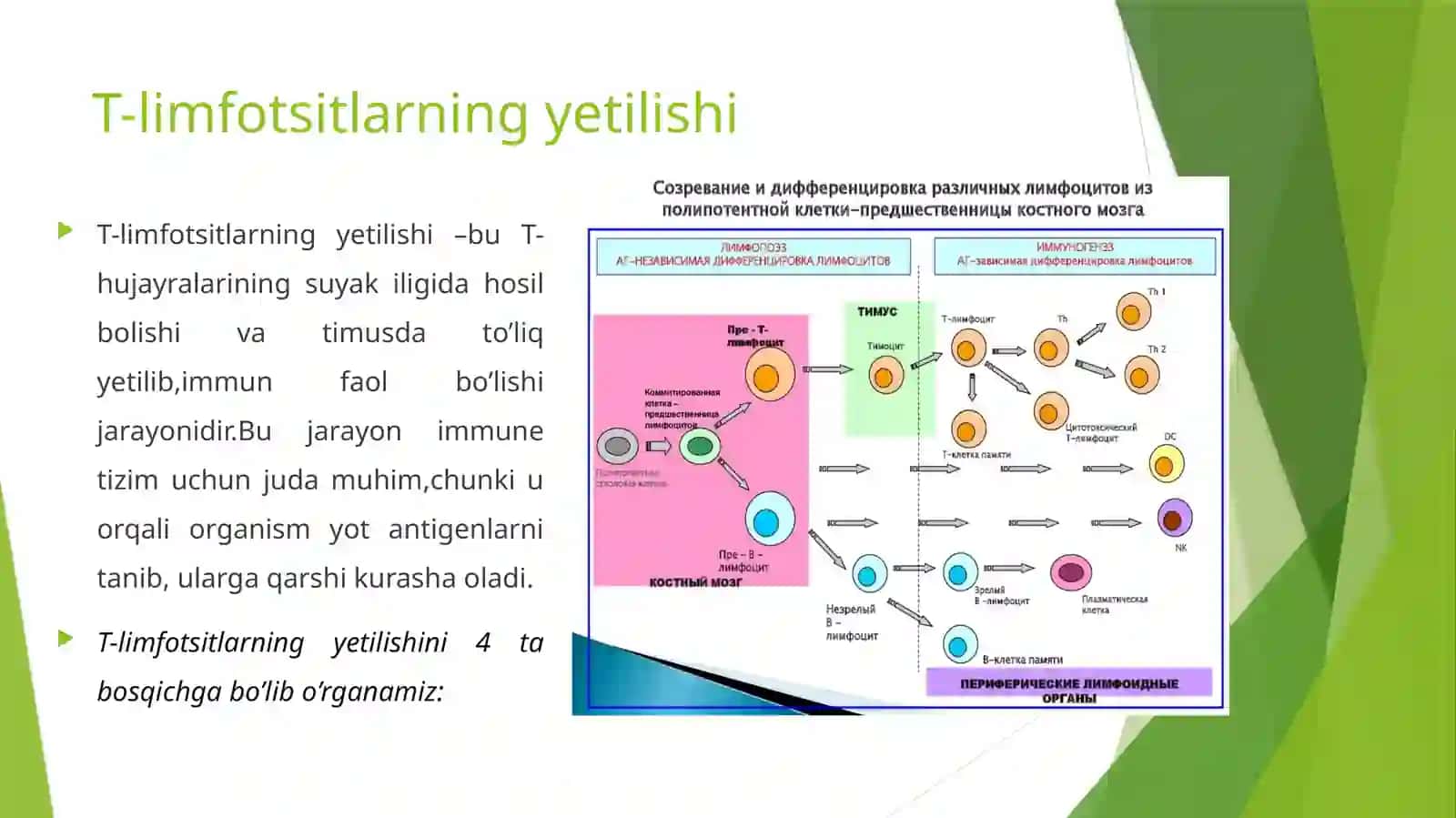 TIMUSDAGI T-LIMFOTSITLARNING YETILISH JARAYONI 4