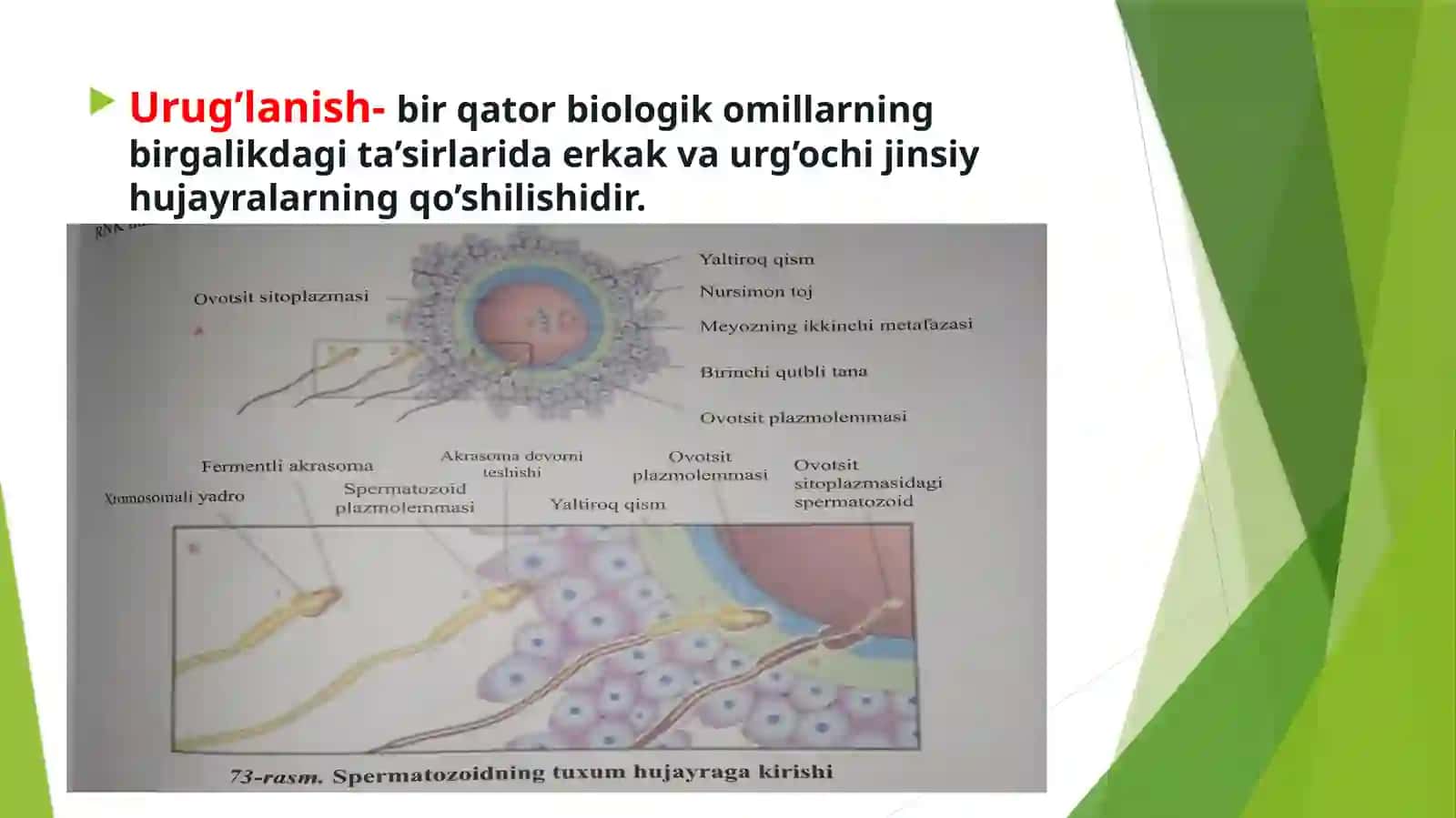 Embrional rivojlanishning   umumiy qonuniyatlari.Embriogenez.   Teratogen omillar. 4