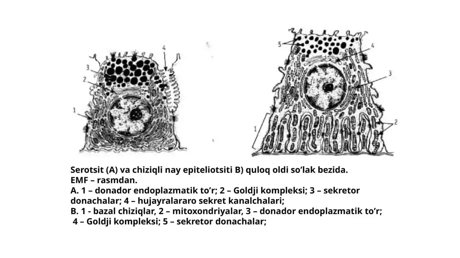 Hazm azolari gistologiyasi.Tishlarvaso’lakbezlari 4
