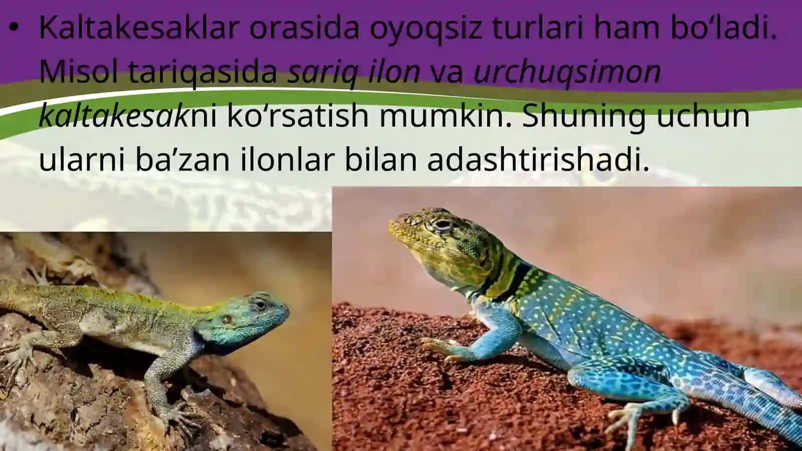 7-sinf Zoologiya 'Sudralib yuruvchilarning xilma-xilligi tangachalilar turkumi' ko'rgazma 4